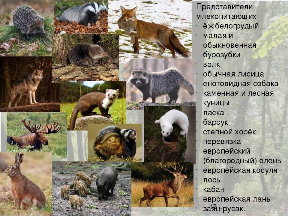 Животный мир свердловской области — список, характеристика и фото
