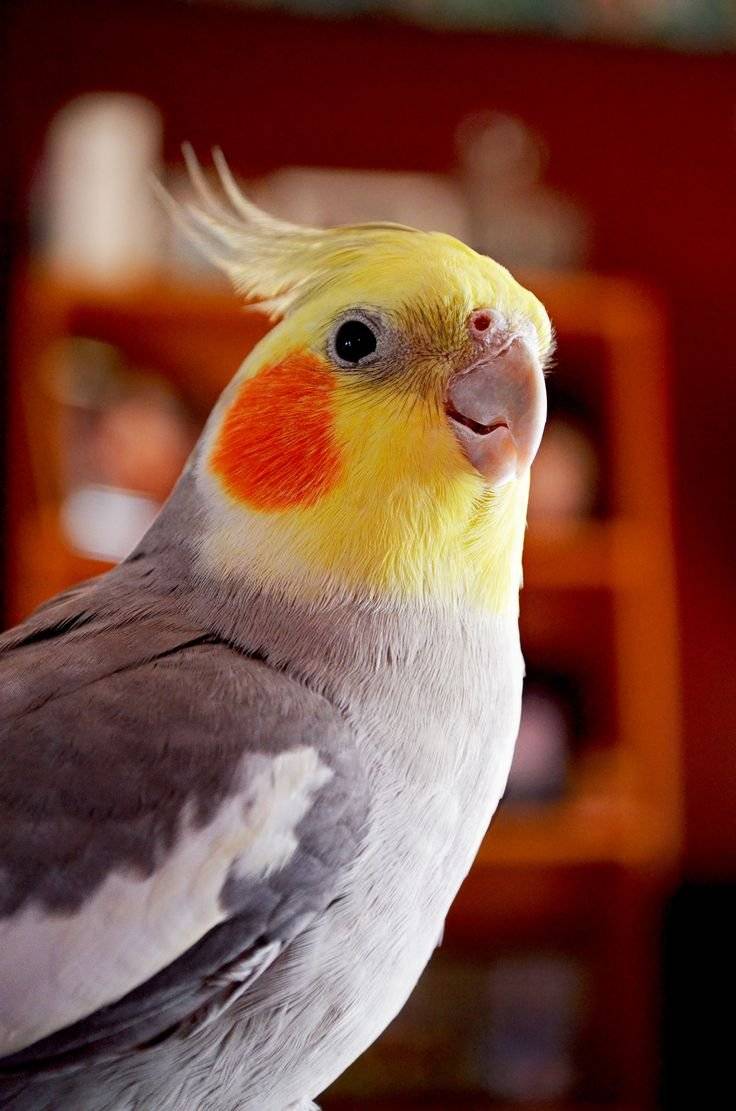 Виды средних попугаев: ожереловый, корелла, каик, лори и другие породы с фото