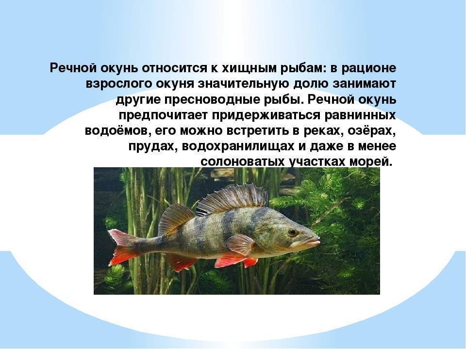 Рыба скумбрия