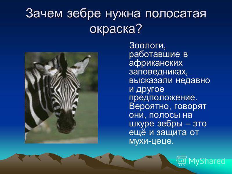 Зачем зебрам нужны черно-белые полосы? - hi-news.ru