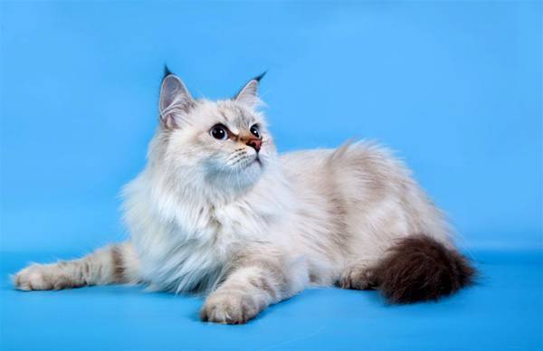 Невская маскарадная кошка: описание породы и особенности содержания