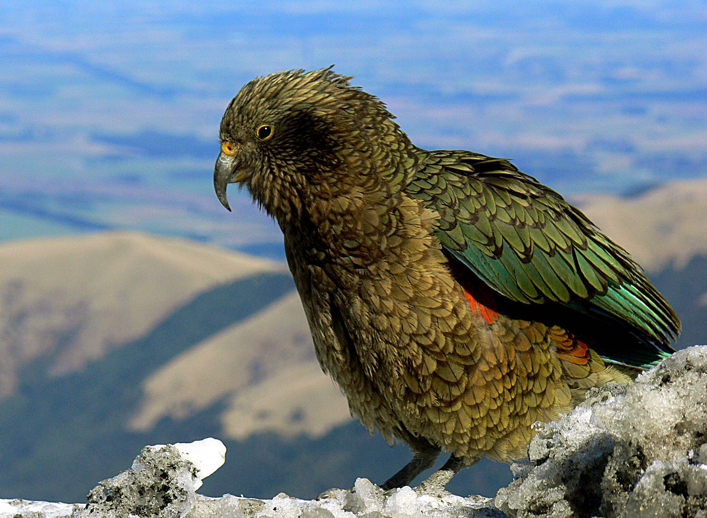 Горный попугай кеа: ареал обитания, питание хищных попугаев