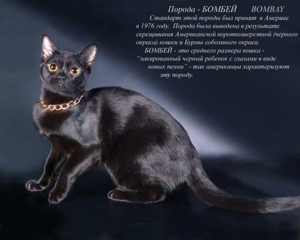 Бомбейская кошка - 75 фото почти настоящей черной кошки