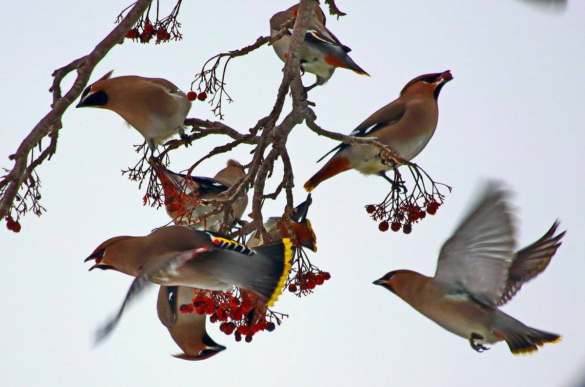 Птица свиристель (bombycilla garrulus): описание, виды, фото, голос