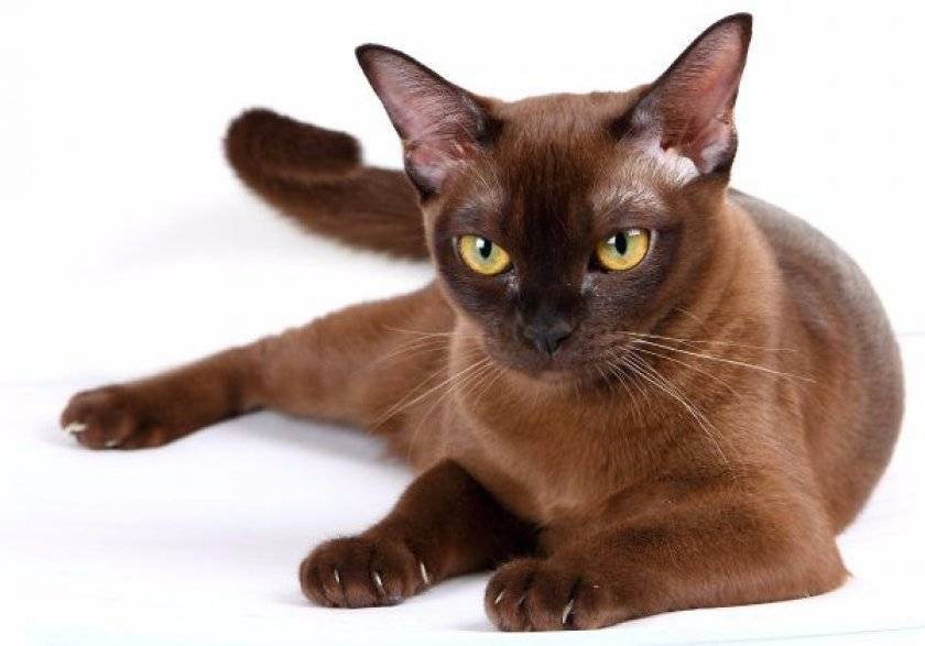 Бурма — кошка как талисман, гигиена и здоровье, характер породы + 96 фото
