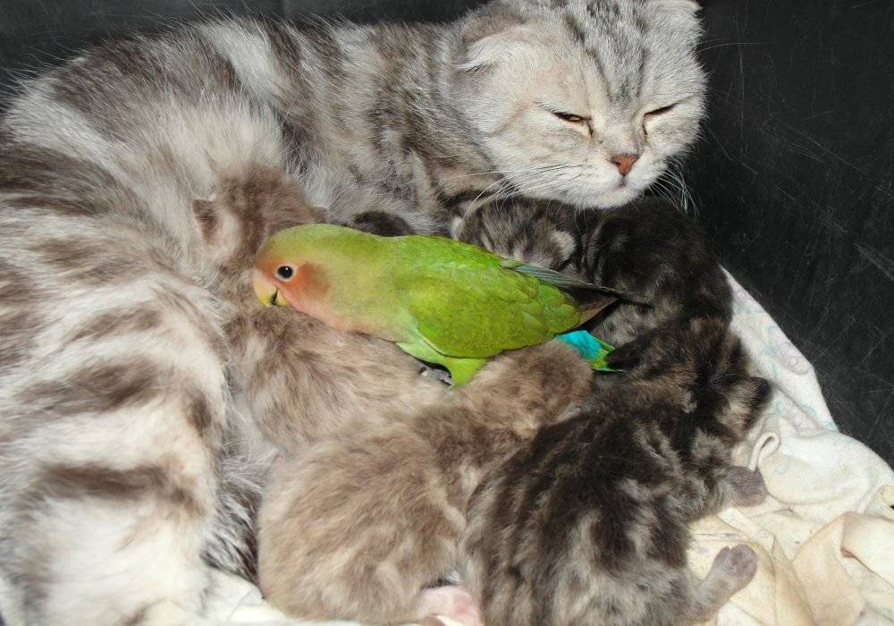Кошка и попугай, канарейка - как подружить и содержать в одном доме, видео.