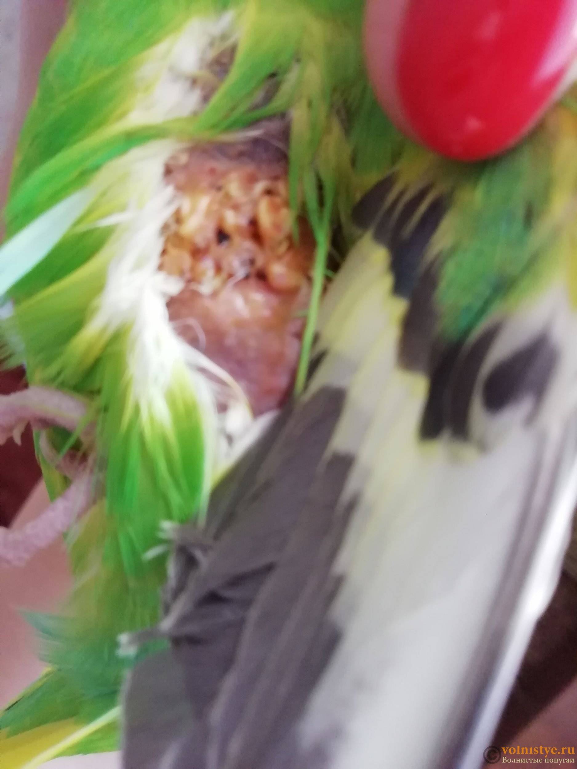 Зоб у волнистого попугая: симптомы воспаления и лечение в домашних условиях