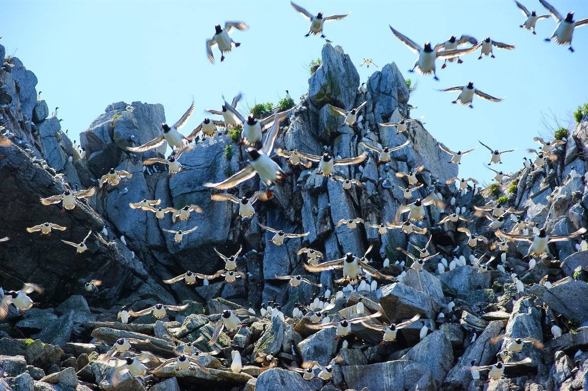 Даурский заповедник - «птичьи базары» на торейских озерах