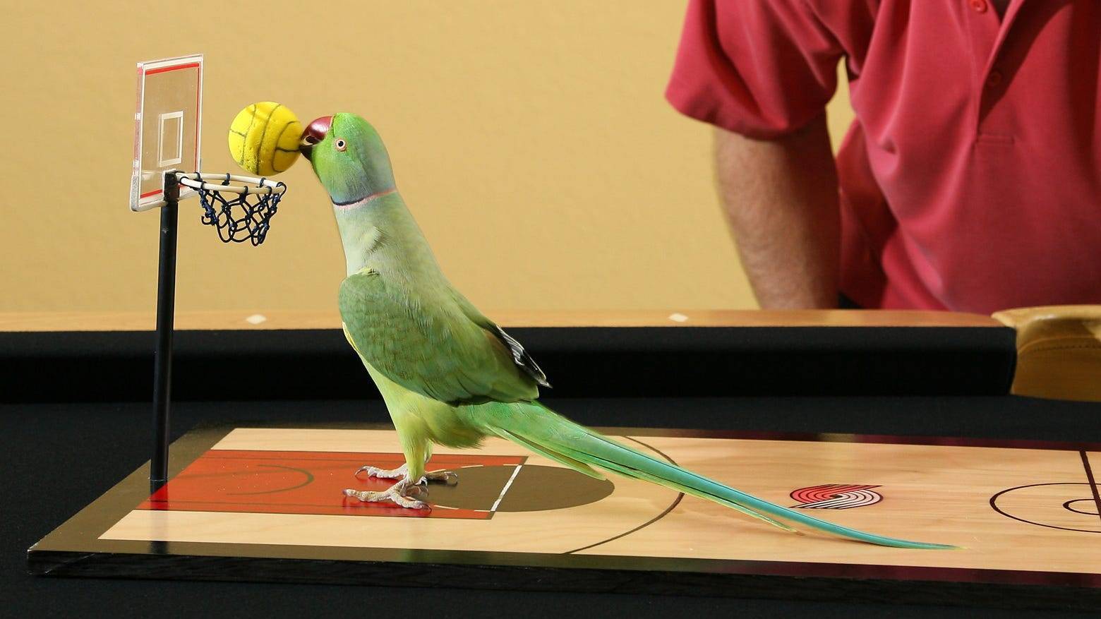 Обучение и дрессировка попугаев