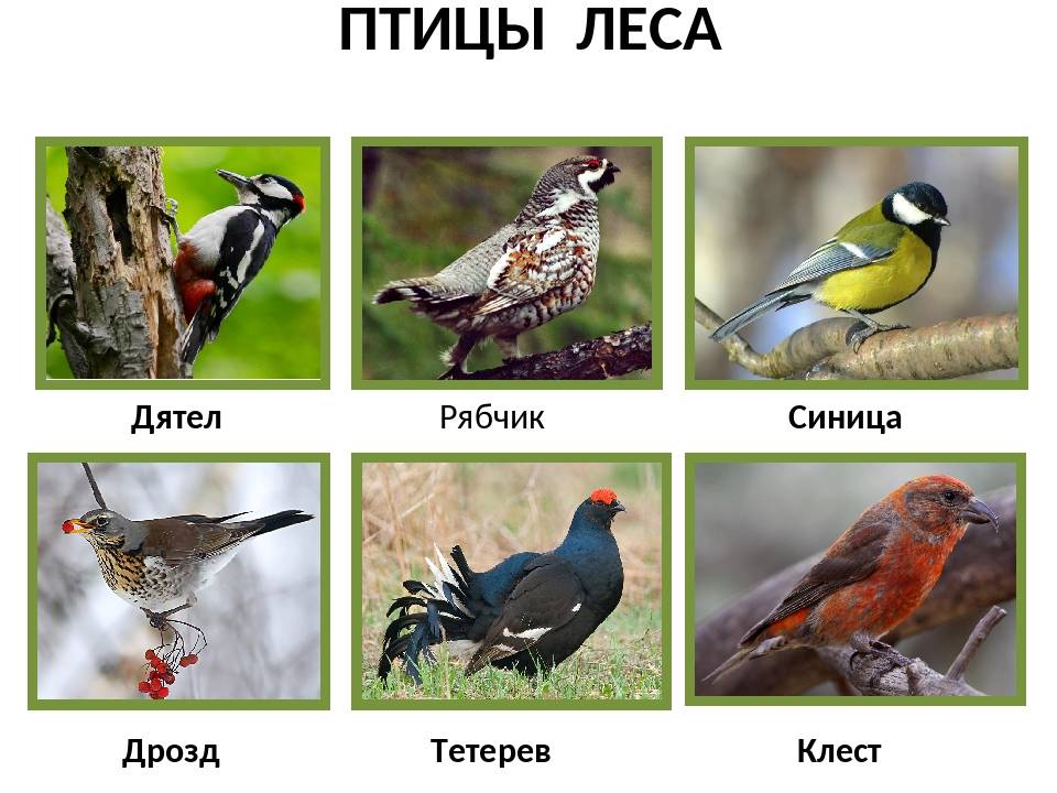 Птицы средней полосы россии - названия видов, фото и описание