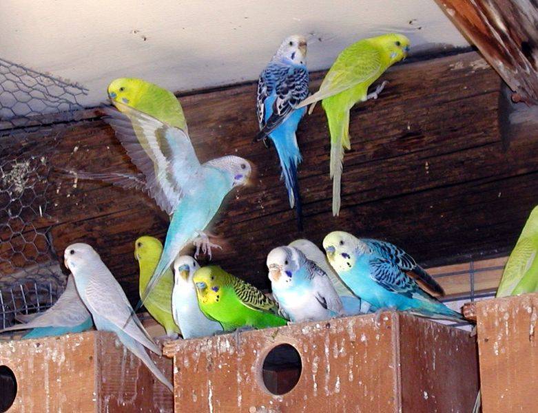 Разведение попугаев, особенности размножения волнистых птиц в домашних условиях, как спариваются и плодятся пернатые
