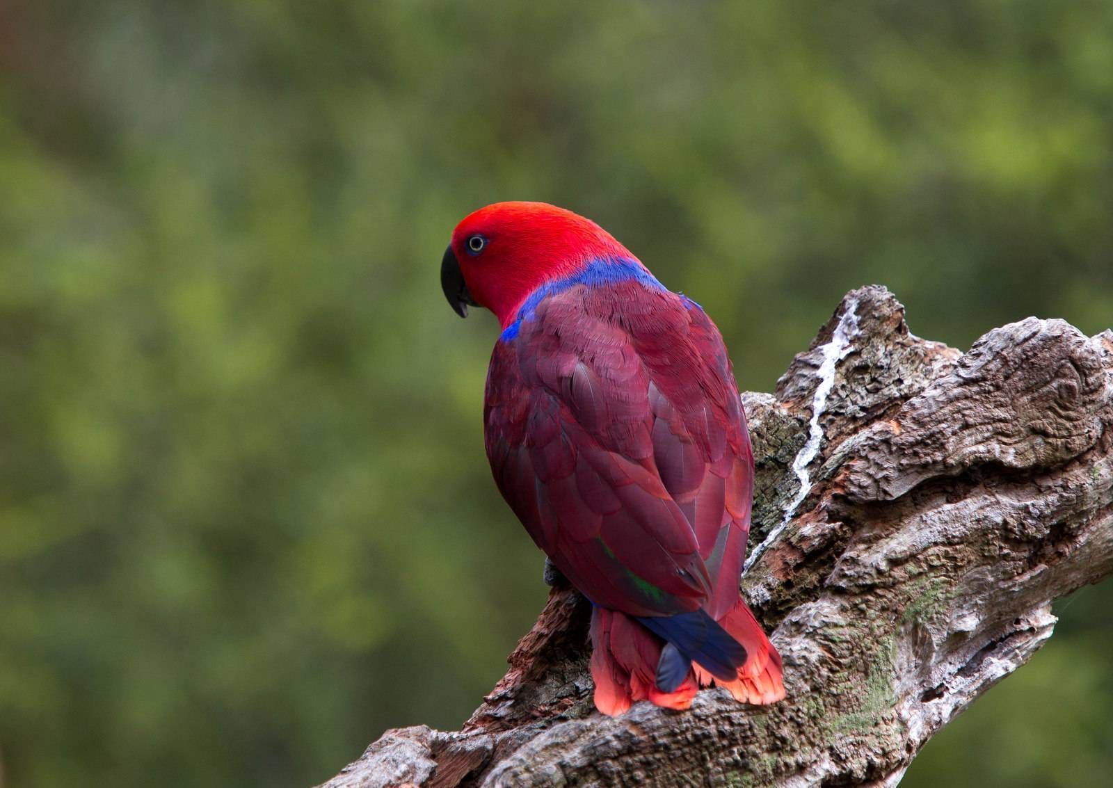 Благородный зелёно-красный попугай (эклектус)