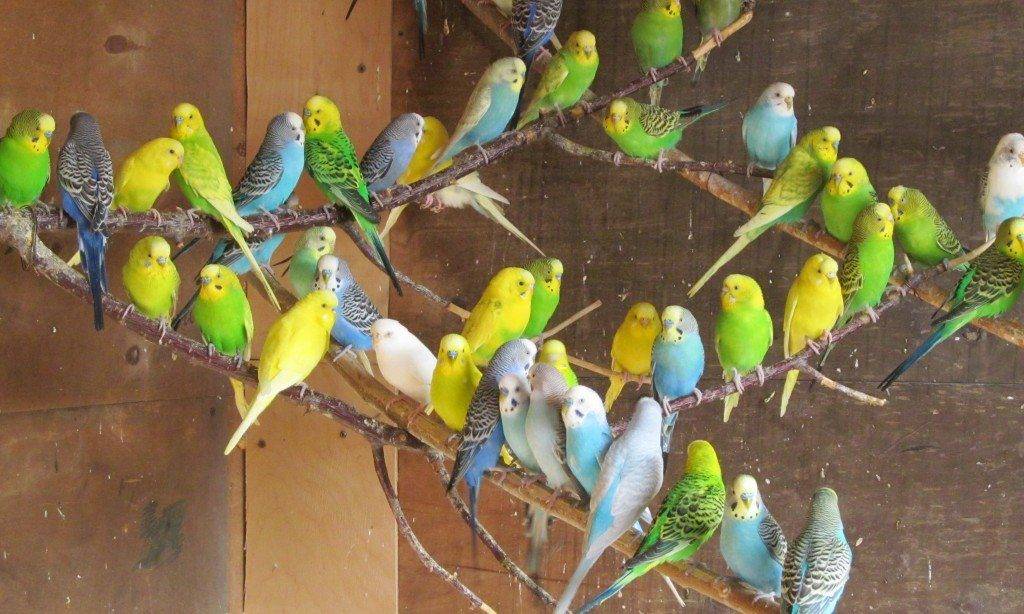 Содержание и уход за волнистыми попугаями