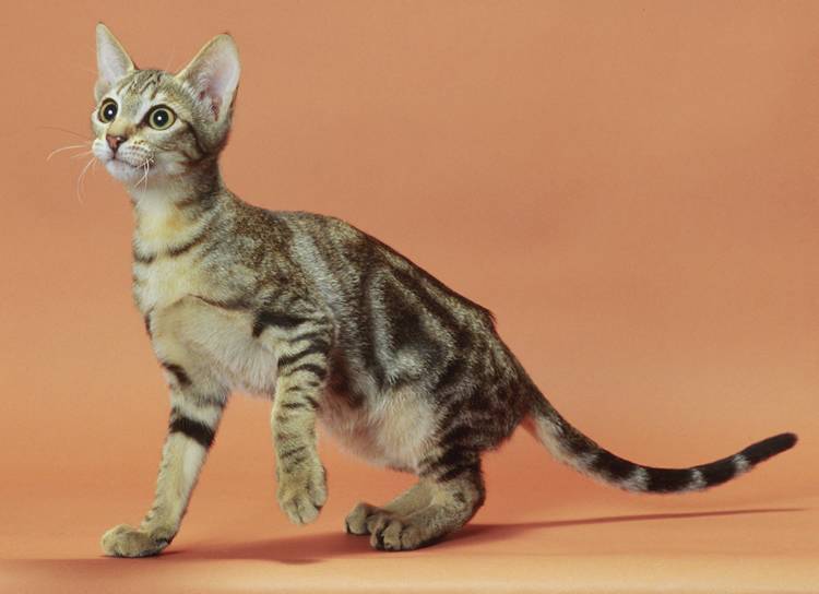 Кошка сококе: цена, фото, описание породы, видео, отзывы владельцев