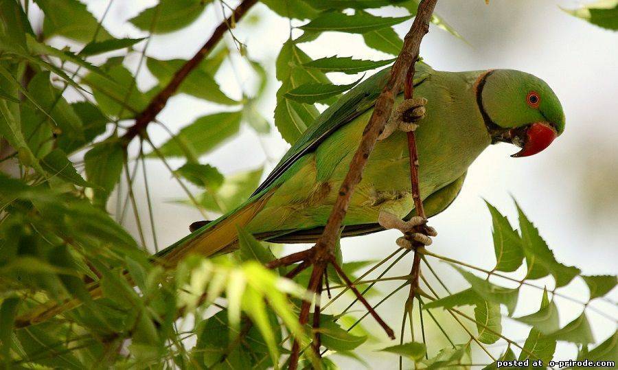 Ожереловый попугай: описание, виды, уход и содержание