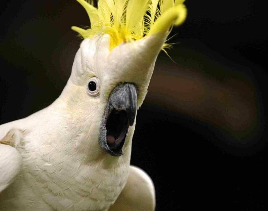 ᐉ волнистый попугай часто дышит с открытым ртом - zoo-mamontenok.ru