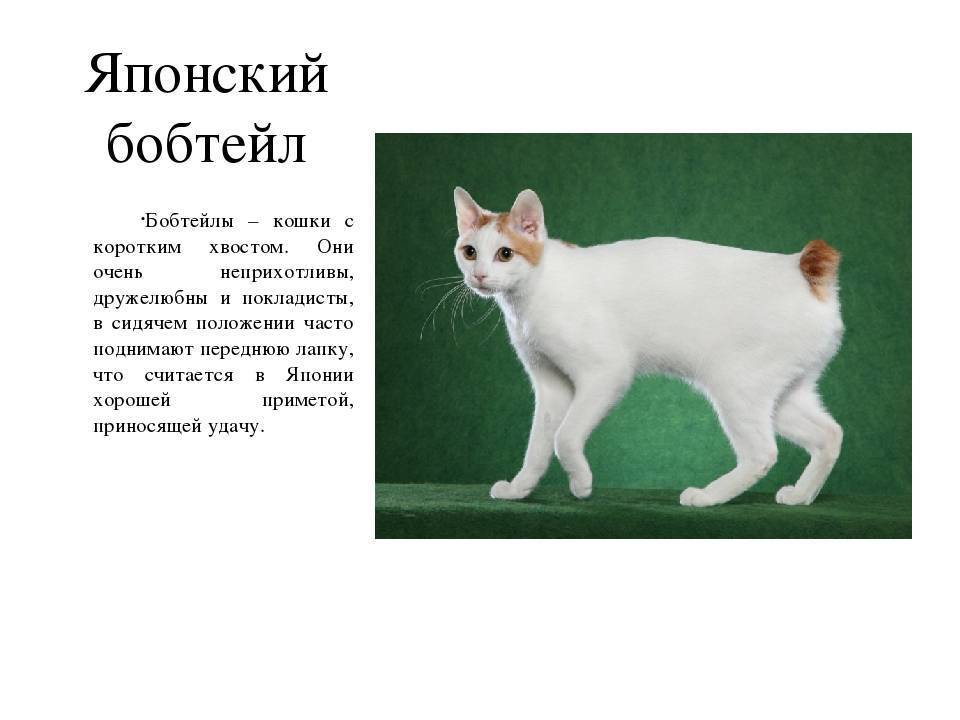 Обзор пород кошек без хвоста: описание и фото