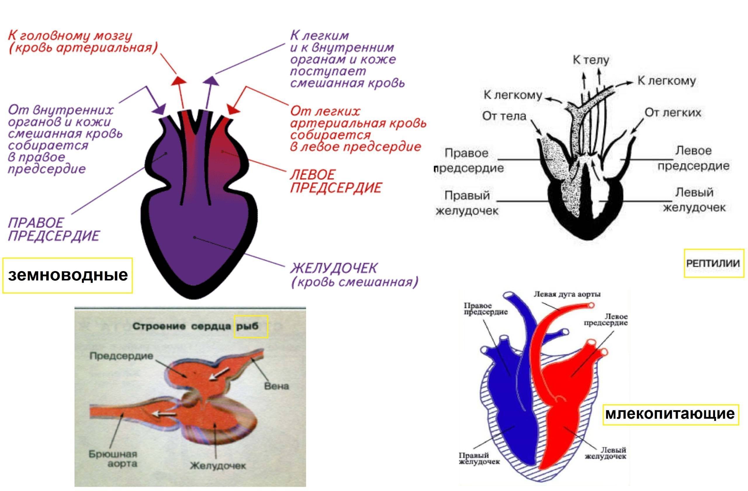 Схема строения сердца земноводных