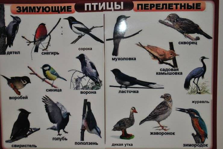 Перелетные птицы: названия, фото и описание перелетных видов птиц