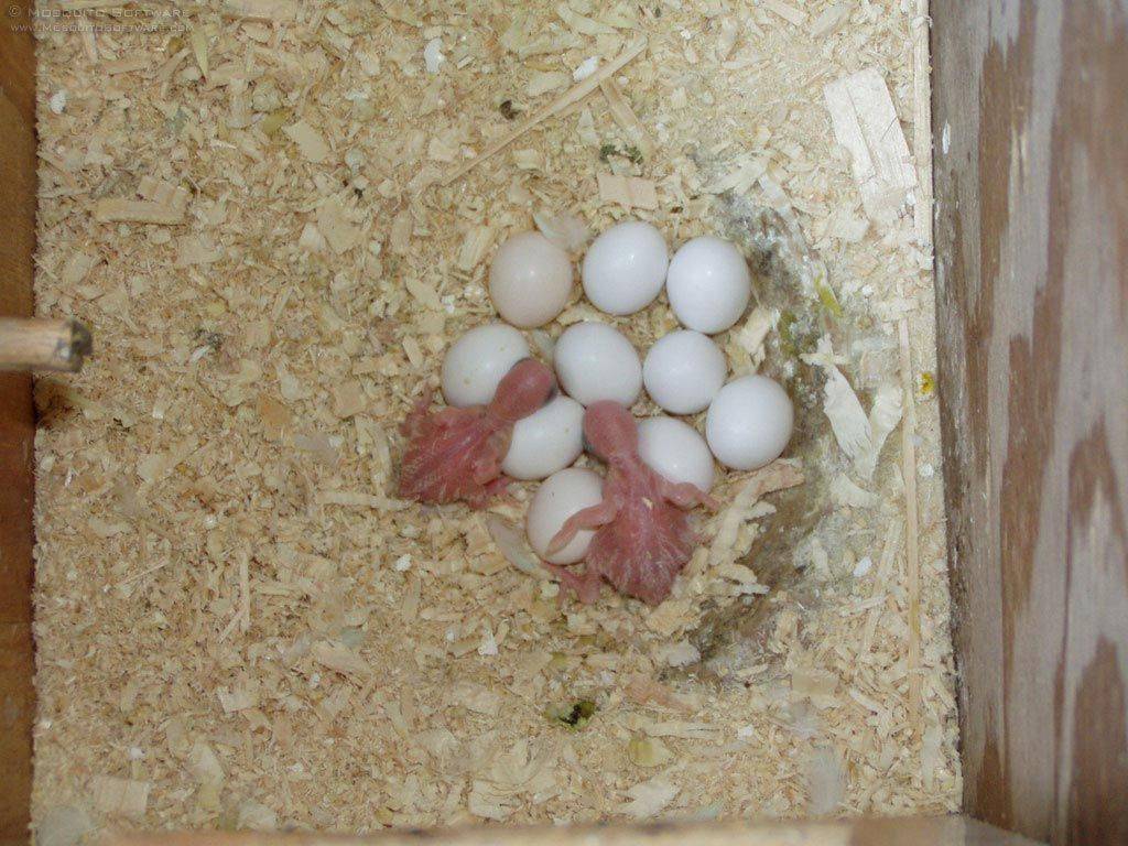 Какое количество и сколько высиживают яйца волнистые попугаи