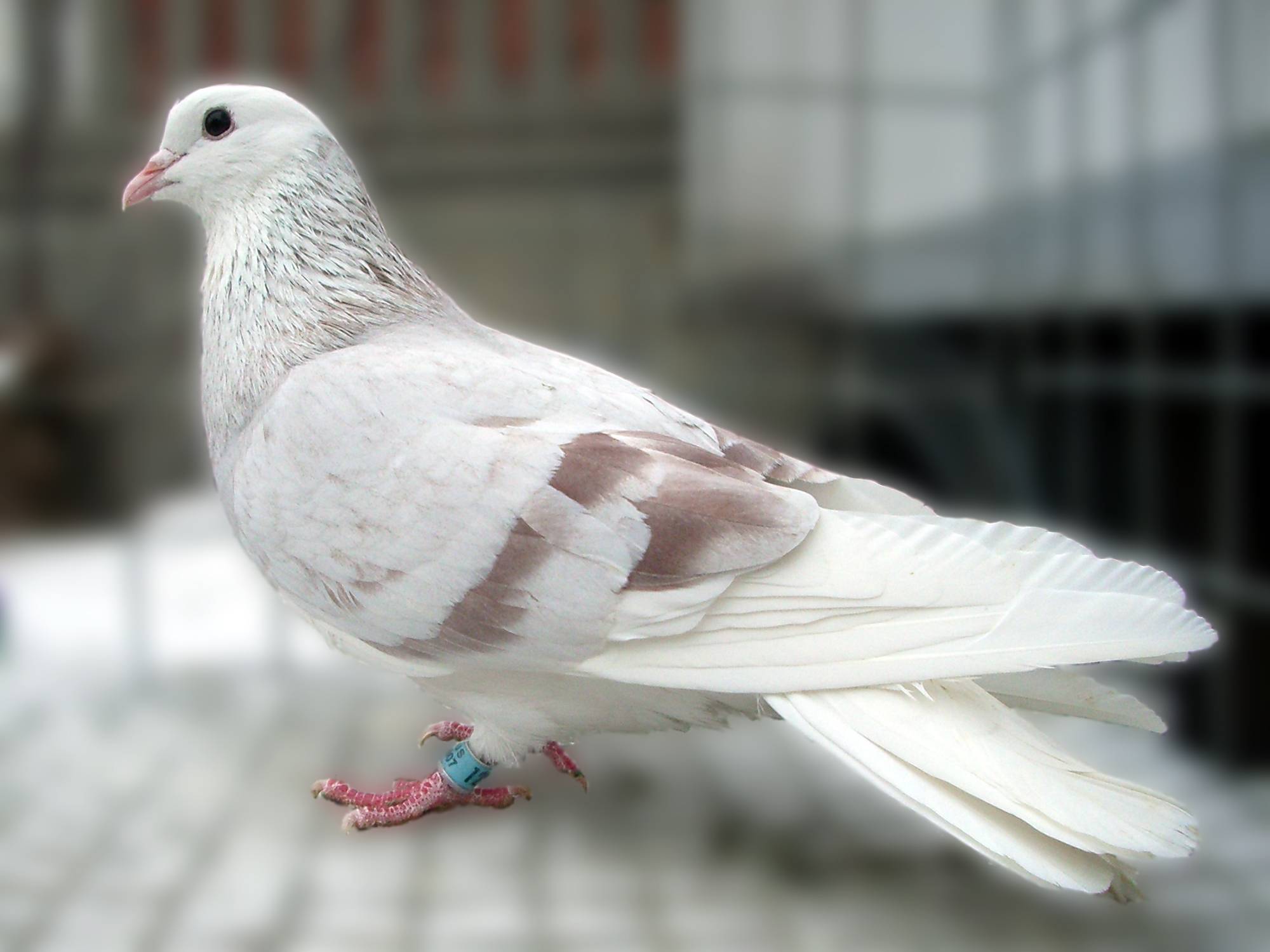 Описание породы высоколётных пермских голубей: стандарт белоголовых гривунов