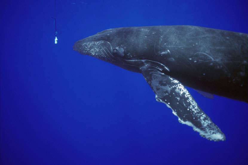 Серый кит (фото): как выглядит, где обитает, чем питается и интересные факты