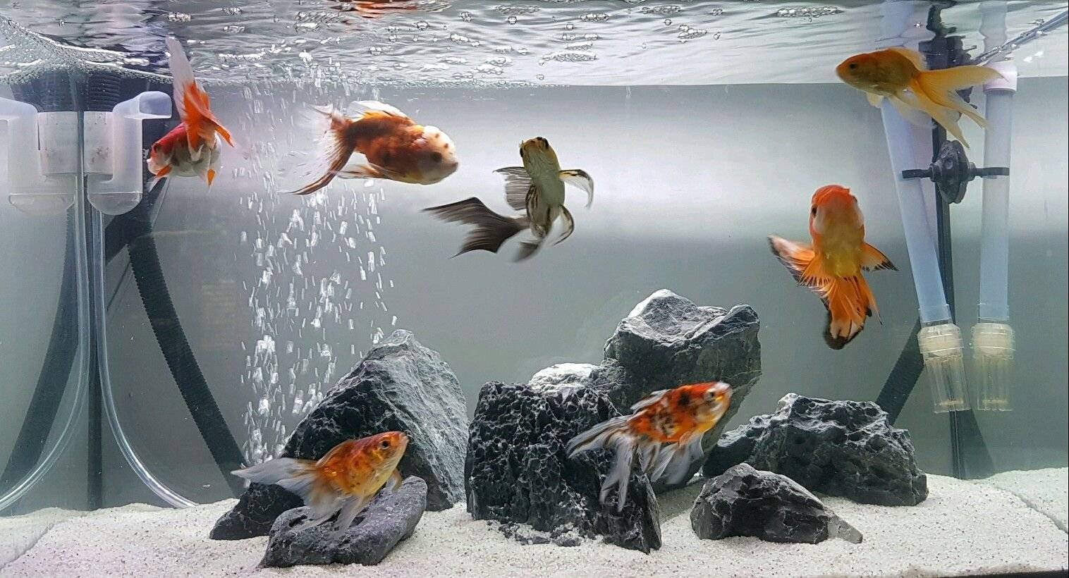 Золотая рыбка: виды, уход, содержание, разведение, совместимость, описание, фото | аквариумные рыбки