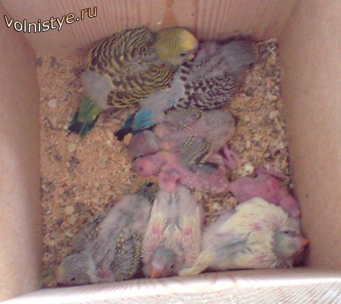 Яйца волнистых попугаев: о процессе высиживания потомства