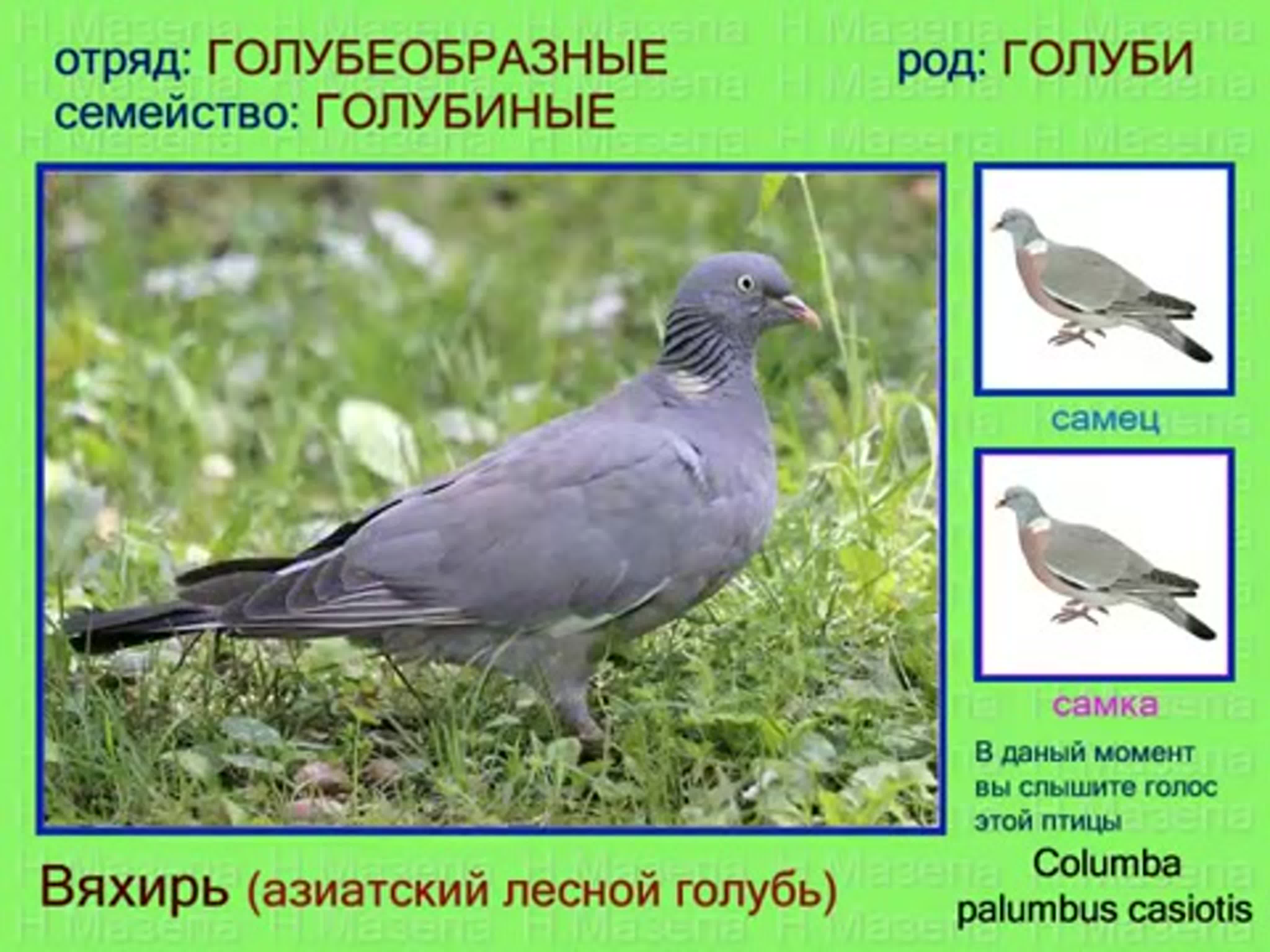 Описание и характеристики лесного голубя витютень: особенности крупной породы