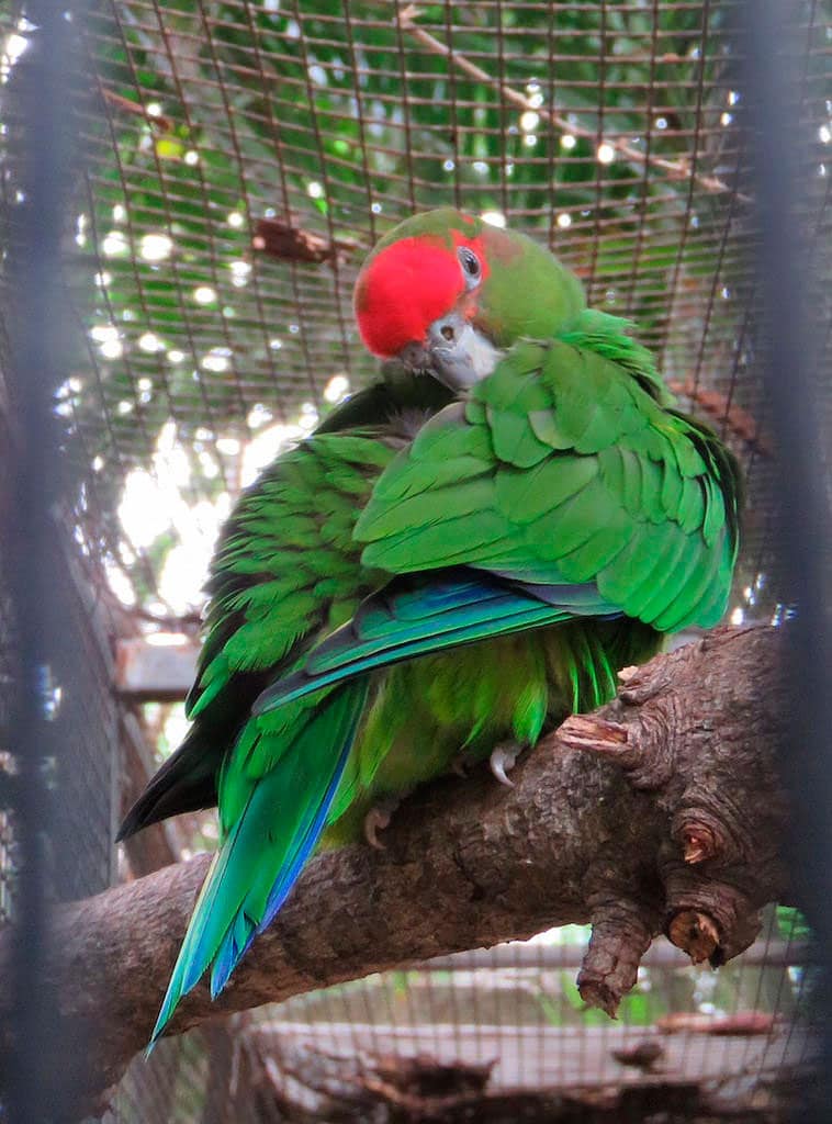 Украшенный попугай краснолобый: фото, рекомендации