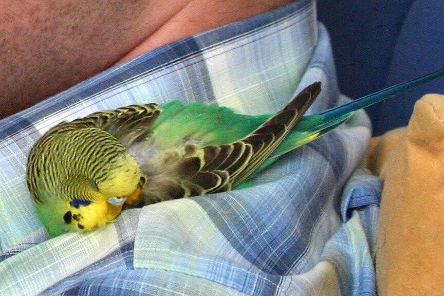 Как и сколько обычно спят волнистые попугайчики