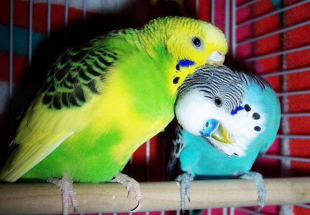 Выбор: самец или самочка. волнистые попугайчики