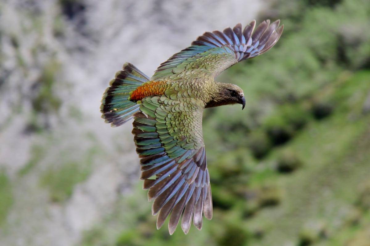 Попугай кеа — единственный настоящий альпийский попугай