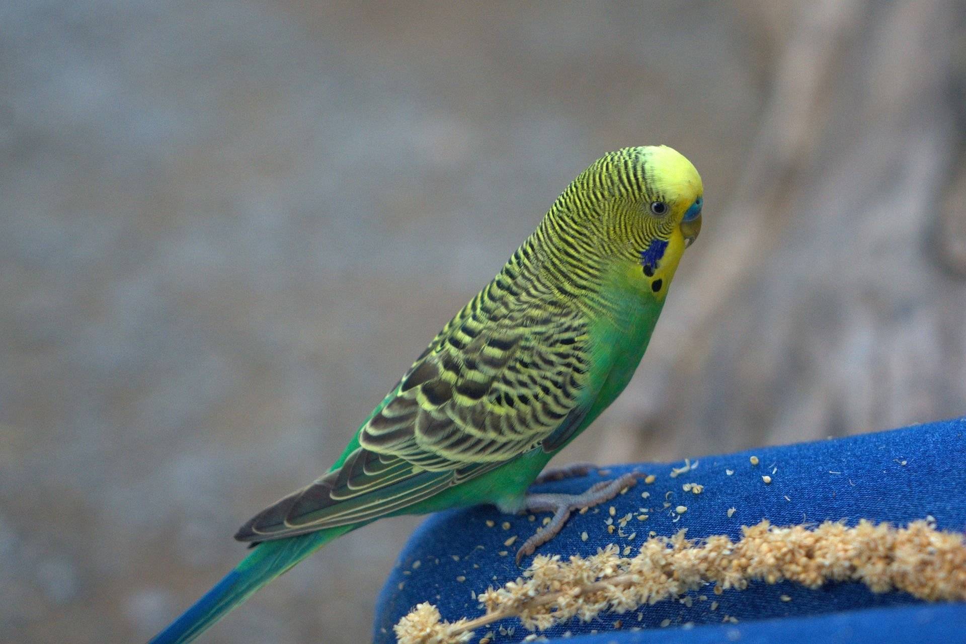 Волнистый попугайчик: описание самого популярного вида домашних птиц