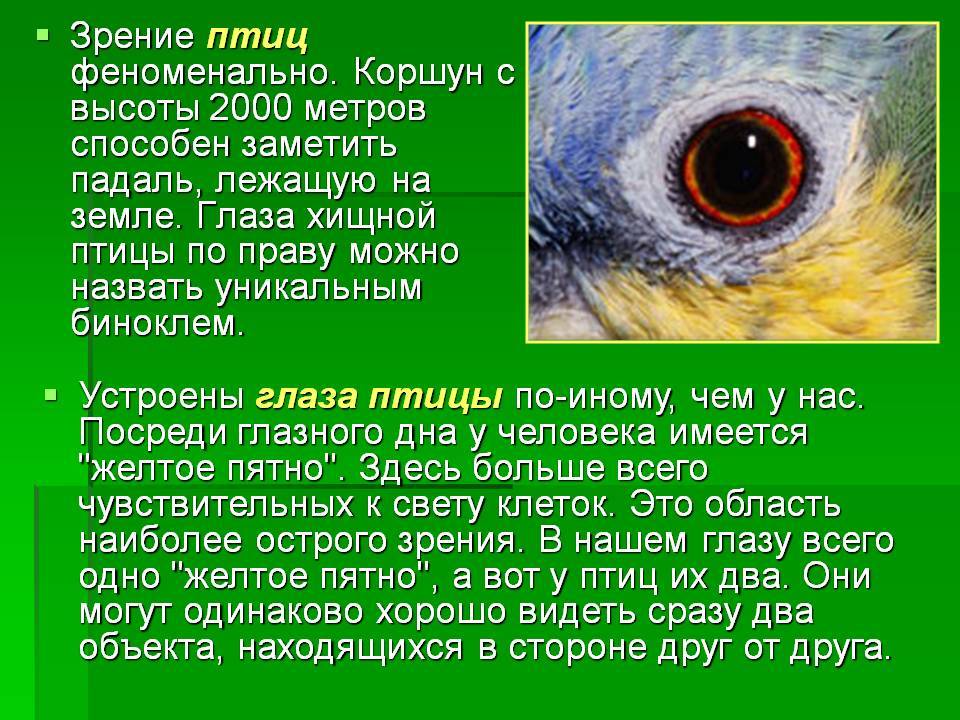 Цветовое зрение птиц. что видят птицы. тимоти голдсмит.