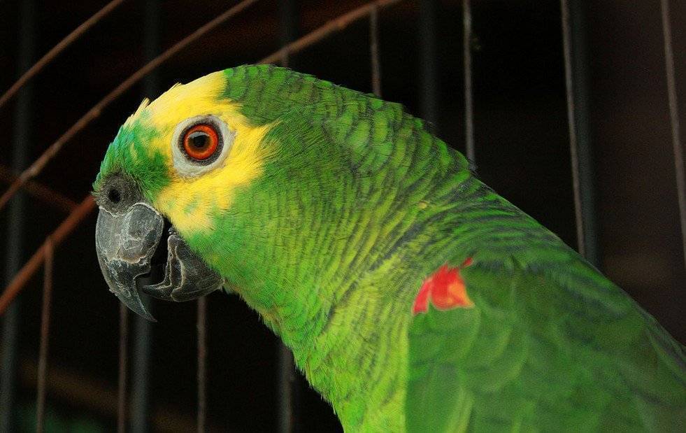 ? топ-20 самых красивых попугаев в мире