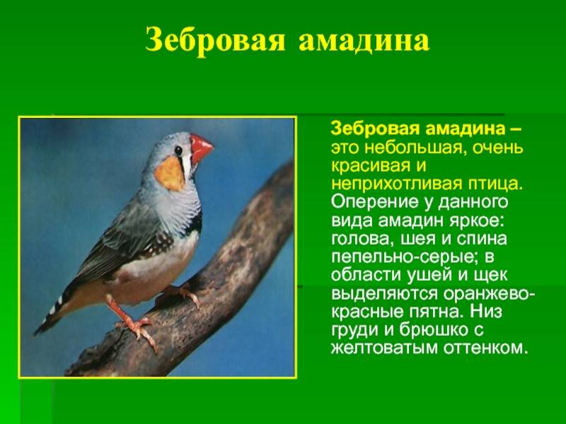 Птицы амадины: описание, виды и особенности содержания