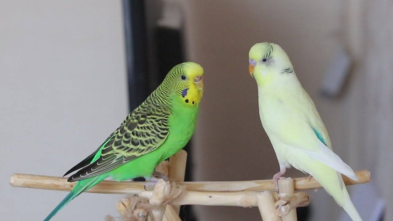 Волнистый попугай. образ жизни и среда обитания волнистого попугая | животный мир