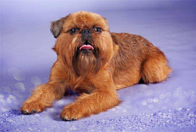 Порода собак брюссельский гриффон: описание, отзывы