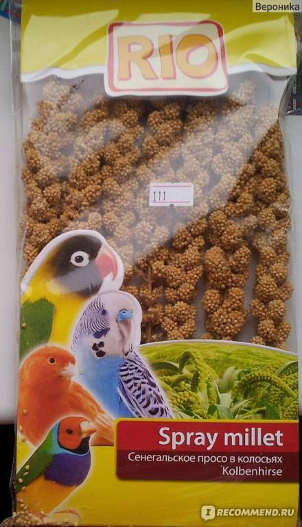 Чумиза и сенегальское просо для попугаев: что это такое, сколько можно давать лакомства, почему не едят в колосьях