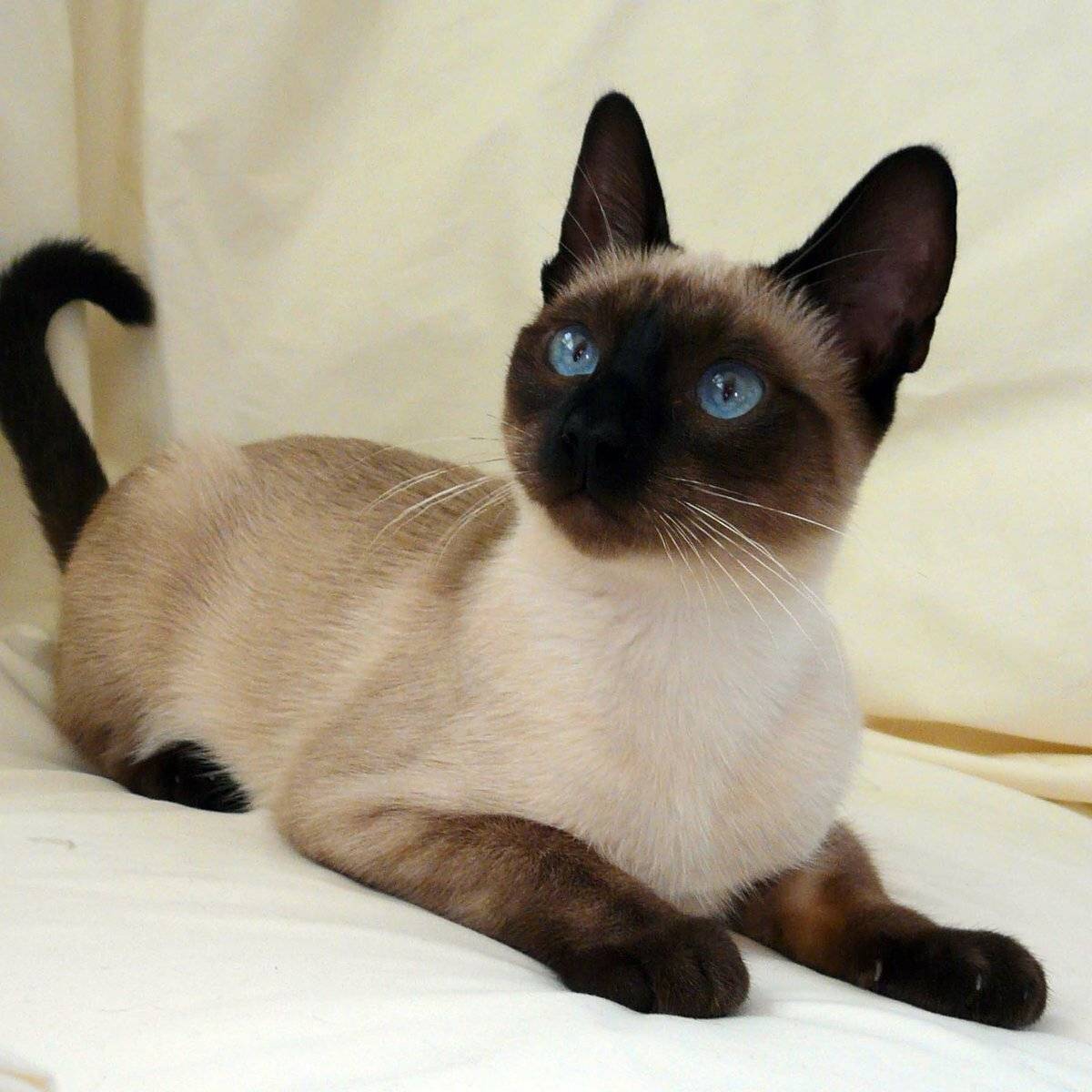 Cиамская кошка - характер породы, фото