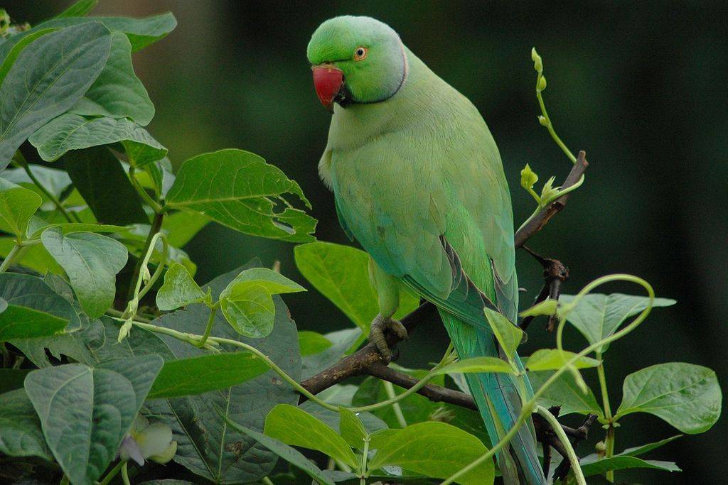 Сколько живут ожереловые попугаи в домашних условиях и в дикой природе