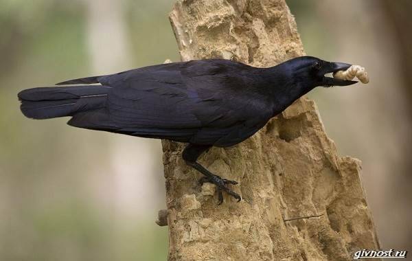 Сколько живут вороны в неволе и дикой природе — особенности жизни птиц