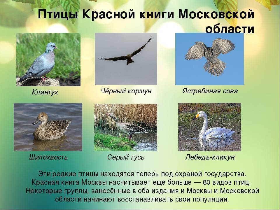 Животные московской области — список, краткое описание и фотографии