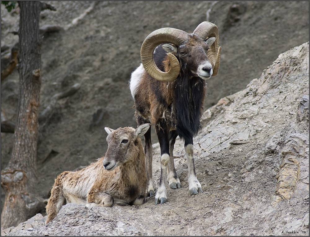 Европейский муфлон - european mouflon - abcdef.wiki