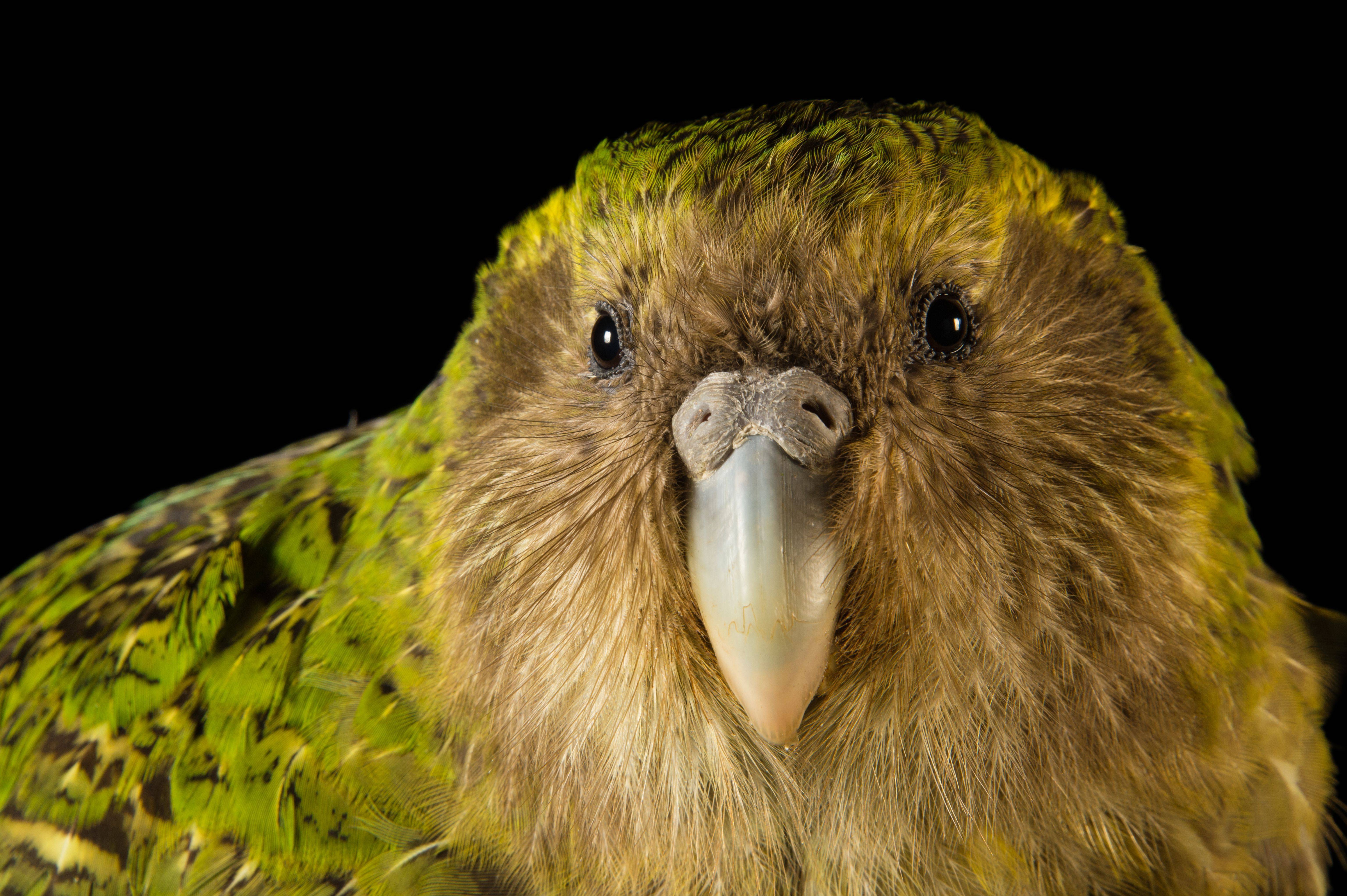 Совиный попугай - уход, содержание и особенности вида