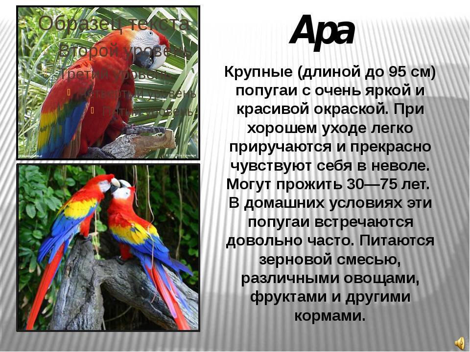 Где живут попугаи - родина волнистых попугаев, ареал обитания в природе