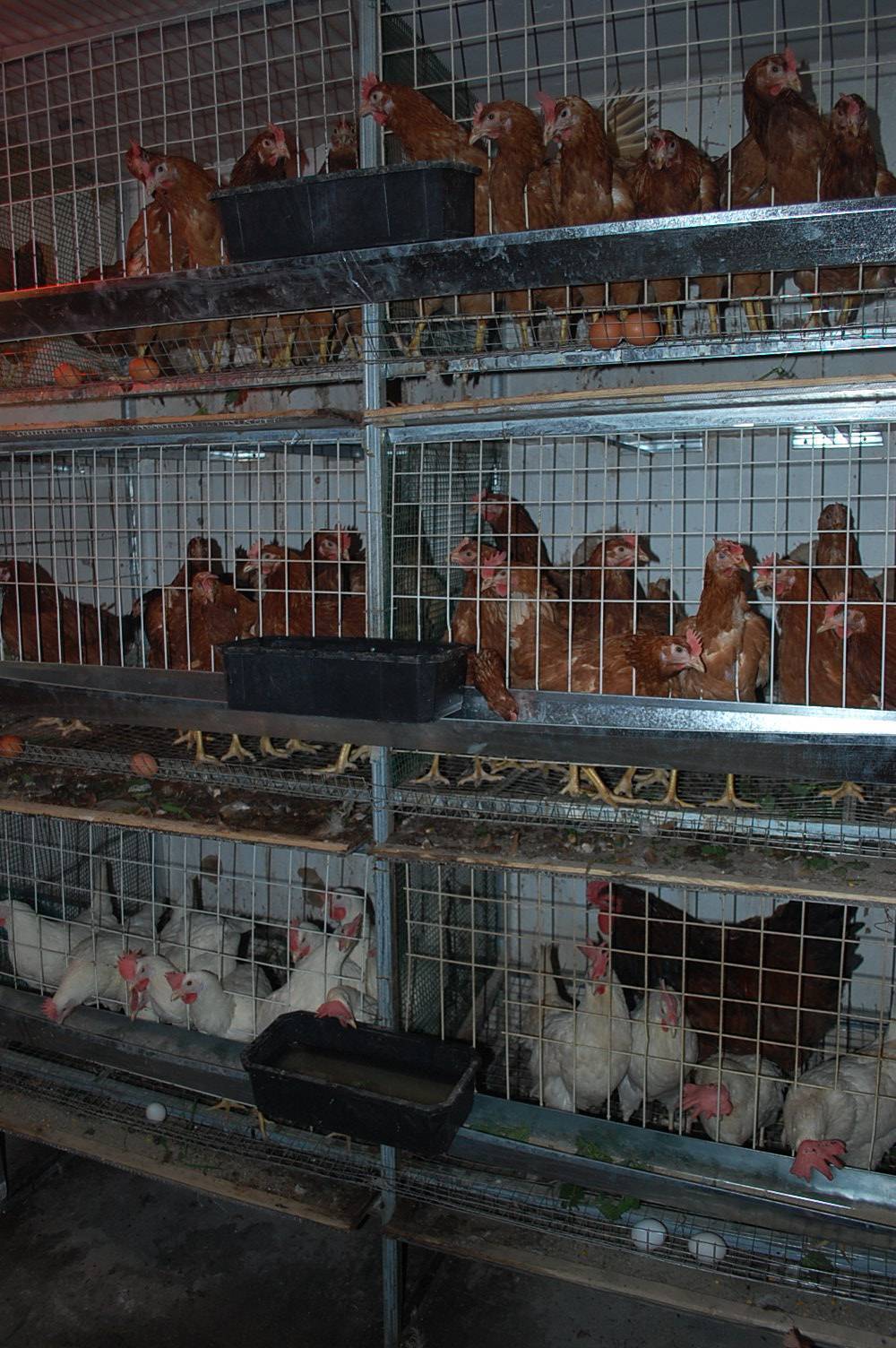 Всё про содержание кур наседок: от строительства птичника до выращивания цыплят