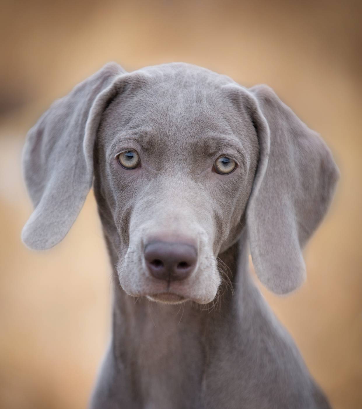 Веймаранер - 105 фото внешнего вида красивой собаки, обзор от а до я