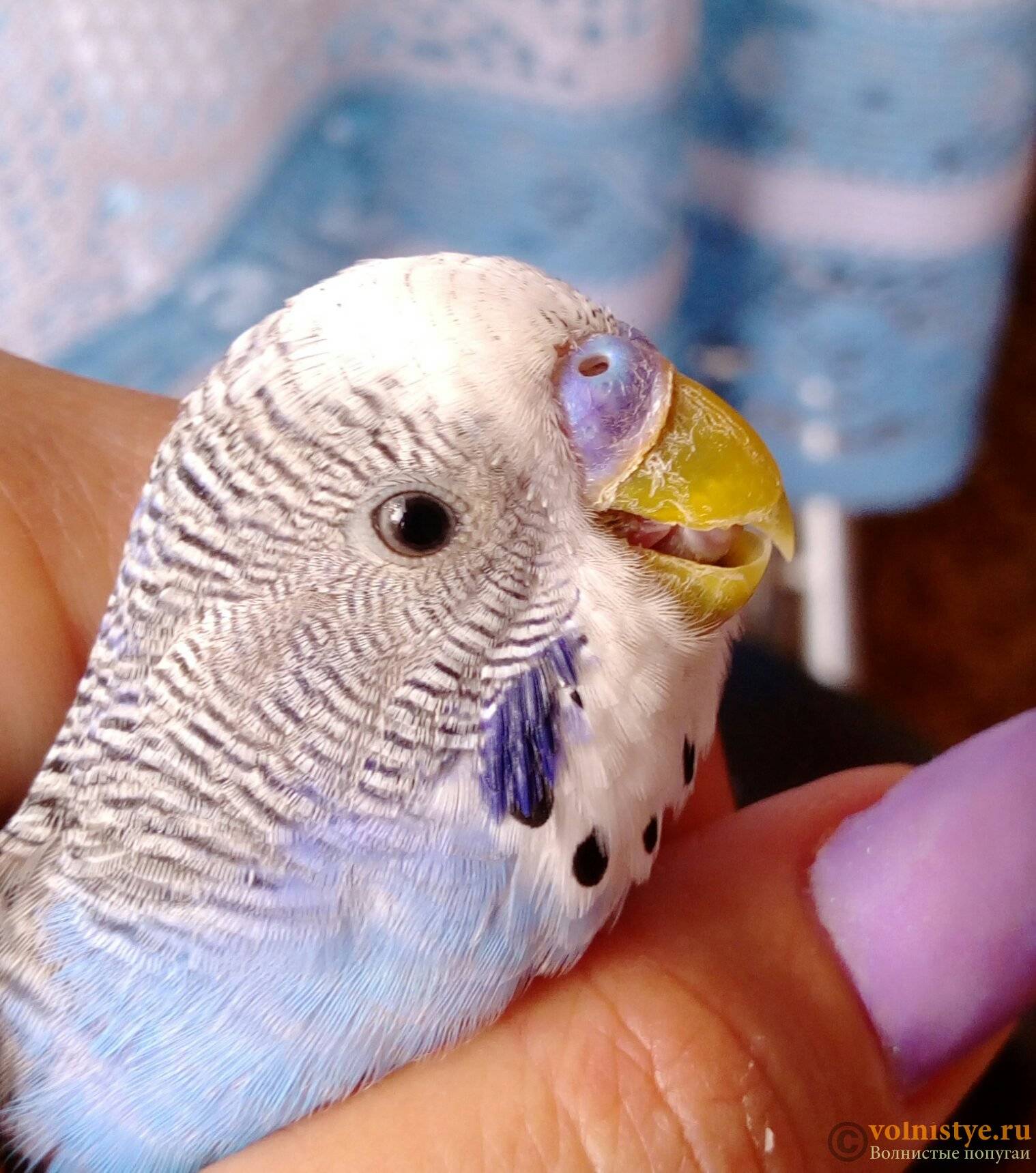 Как определить возраст и пол волнистого попугая: самца, самки, по клюву, по расцветке, советы